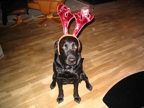 Labrador retriever Freja - Freja juleaften. billede 1