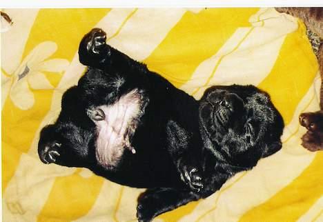 Labrador retriever Freja - Freja som hvalp, kun nogle få dage gammel billede 2