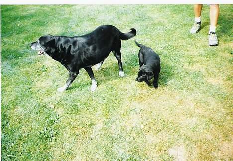 Labrador retriever Freja - Frejas første møde med vores gamle dejlige hund Sussi billede 3