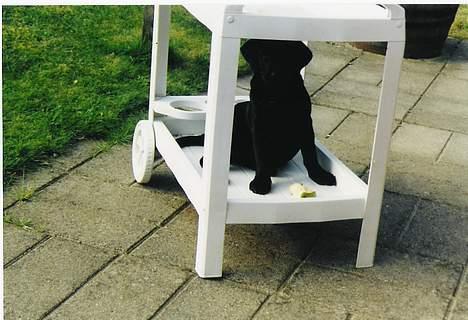 Labrador retriever Freja - freja med sit stjålende æble i grillvognen billede 4