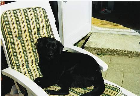 Labrador retriever Freja - freja nyder solen billede 5