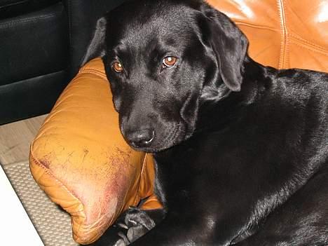 Labrador retriever Freja billede 6