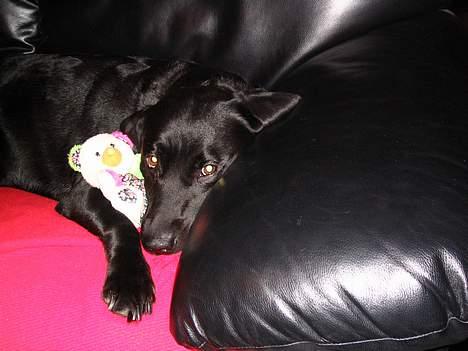 Labrador retriever Freja billede 7