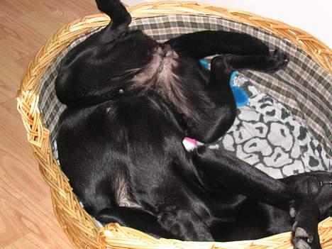 Labrador retriever Freja billede 8