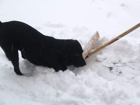 Labrador retriever Freja billede 9