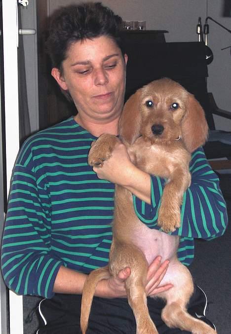 Basset fauve de bretagne Ina - Hygger sig med Dorthe. billede 9