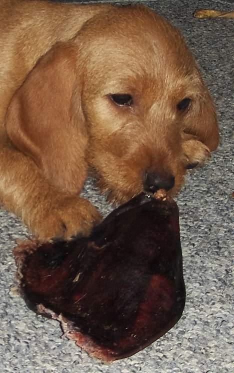 Basset fauve de bretagne Ina - Min første Griseøre GUF billede 10