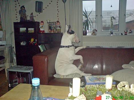Bullterrier Bill - Tog mig lige en sid´ned.. billede 1