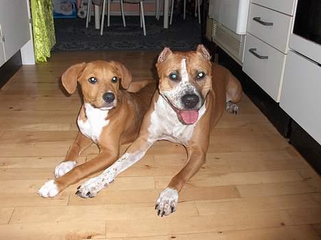 Blanding af racer Angel. ½ staff ½ labrador - Angel & Sheeva Sammen.. billede 3