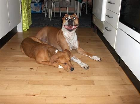 Blanding af racer Angel. ½ staff ½ labrador - Eeej Hvor Er Jeg Tryg Her..! billede 4