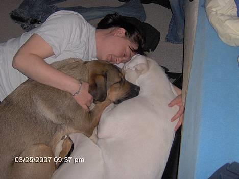 Dogo argentino Tyson - Ren råhygge. billede 8