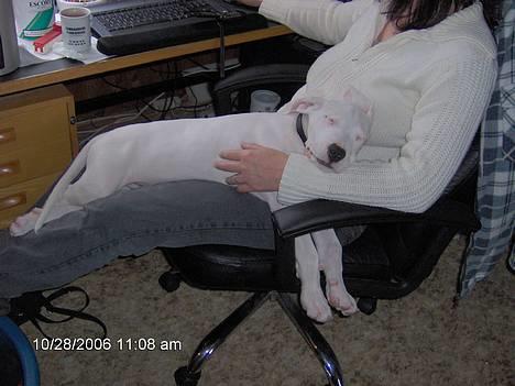 Dogo argentino Tyson - En Dogo ligger ikke ved, men på sin herre .... billede 9