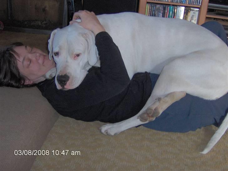 Dogo argentino Tyson - Hej! Smut pomfrit! Hygger lige ..... billede 11