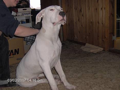 Dogo argentino Tyson - En tur ved stranden, et bad og så blive børstet ... mums det er livet. billede 12