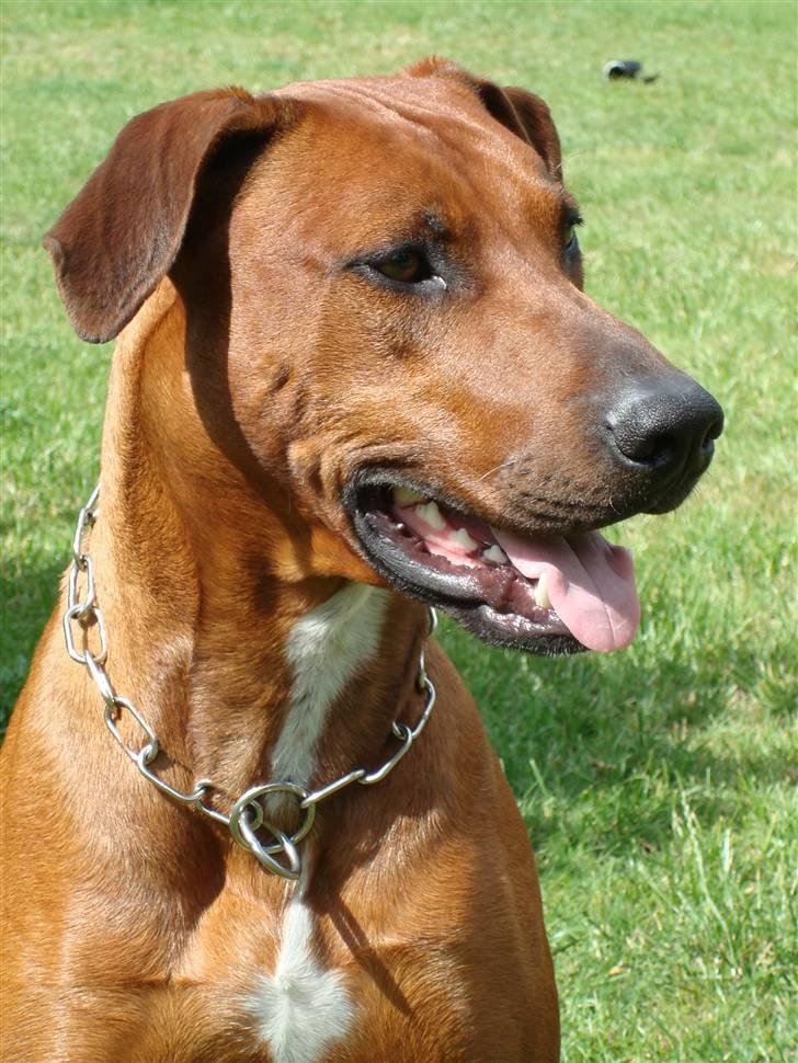 Blanding af racer Kenzo (Dobermann/Amstaff) [Himmelhund] - Velkommen til min profil Jeg håber at i vil nyde de billeder som min mor har taget, elsker når hun render rundt og tager billeder af mig c",) billede 1