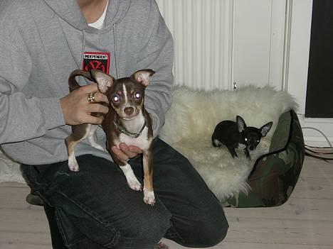 Chihuahua Merle *RIP 24-07-08*  - The Demon Dogs billede 14