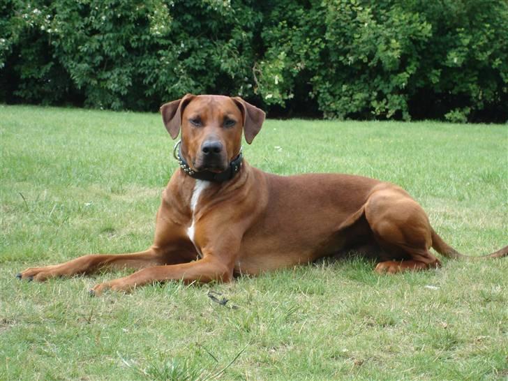 Blanding af racer Kenzo (Dobermann/Amstaff) [Himmelhund] - Kenzo i haven (2 år) billede 2