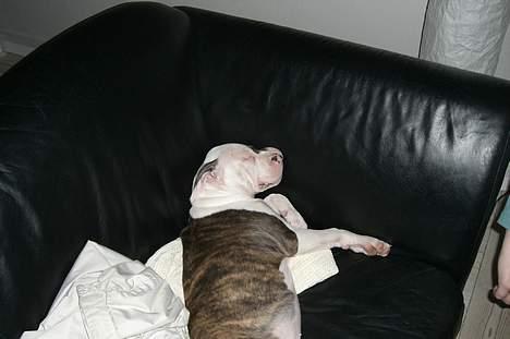 Blanding af racer Mille billede 8