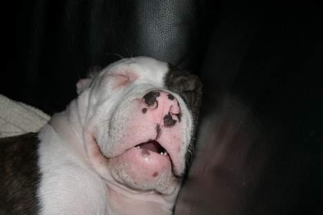 Blanding af racer Mille billede 9