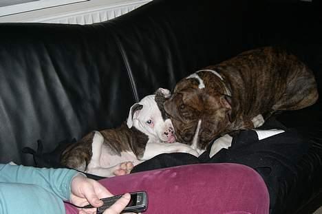 Blanding af racer Mille billede 10