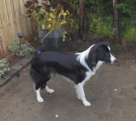 Border collie Charlie - en flot dreng billede 18
