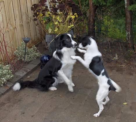 Border collie Charlie - jeg æder dig snart billede 19