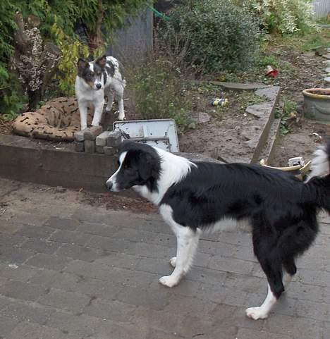 Border collie Charlie billede 20