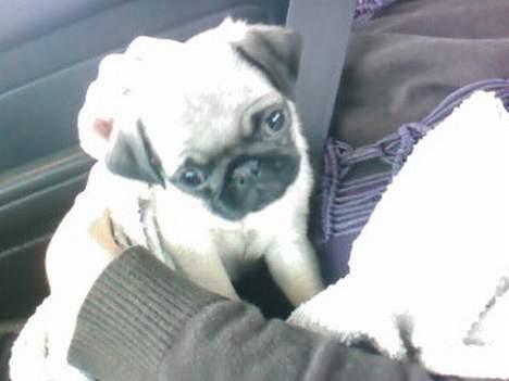 Mops Chanel - nu er jeg på vej hjem til mit nye hjem billede 1