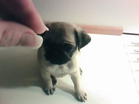 Mops Chanel - Jeg er slet ikke så lille, det er bare mors finger der er tæt på billede 2