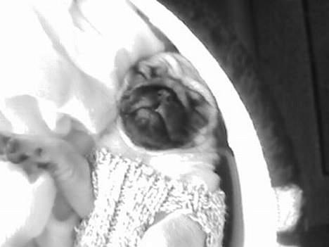 Mops Chanel - Her ligger jeg og sover, elsker at sove på ryggen billede 3