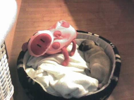 Mops Chanel - Her putter jeg med min putte gris, men den får også en ordentlig  tur engang imellem. Elsker at bide den i halen billede 4