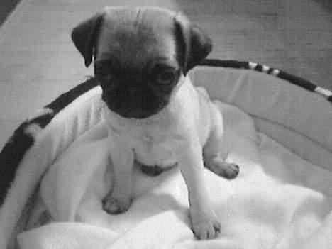 Mops Chanel - Er jeg ikke sød.. billede 5