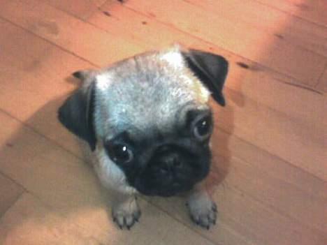 Mops Chanel - Mor har lært mig at "sitte" og jeg er rigtig god til det, jeg lærte det rigtig hurtigt. billede 6