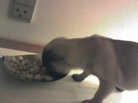 Mops Chanel - Elsker at snuse i ting billede 7