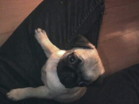 Mops Chanel - Ta´ mig nu op billede 8