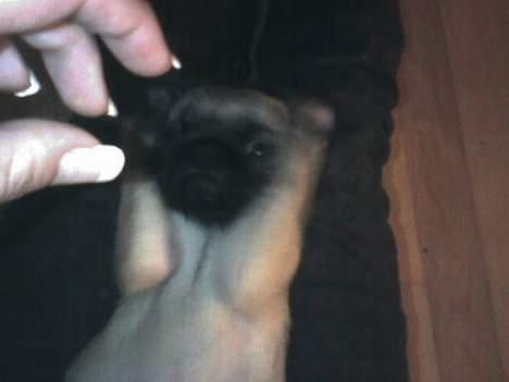 Mops Chanel billede 9