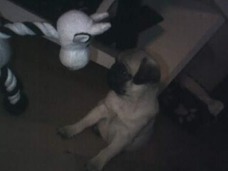 Mops Chanel billede 10