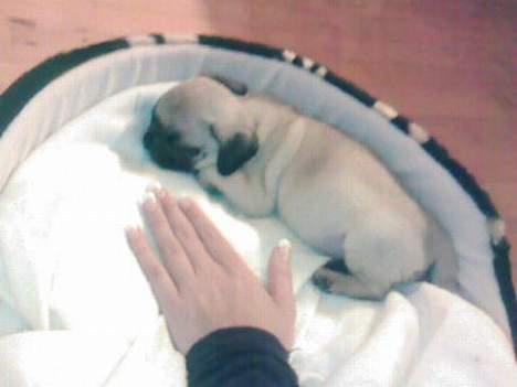 Mops Chanel - Jeg er ikke så stor endnu. Jeg er ca 25cm lang billede 11