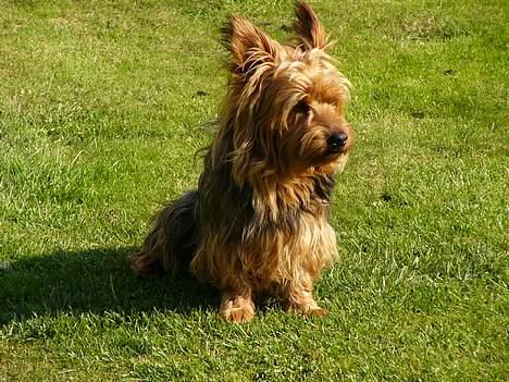 Australsk terrier malte billede 2