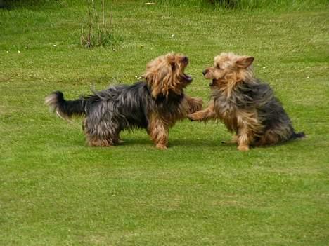 Australsk terrier malte billede 3
