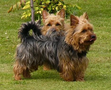 Australsk terrier malte billede 4