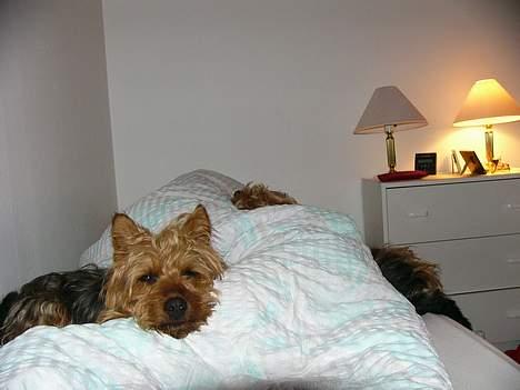 Australsk terrier malte billede 5