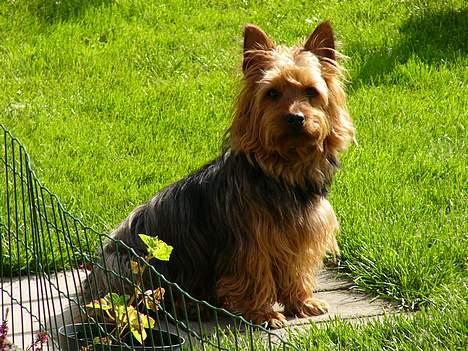 Australsk terrier malte billede 6