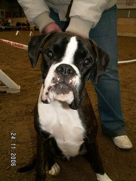 Boxer Equitta - Isaac, Equittas søn, 7 mdr billede 9