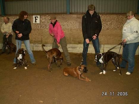 Boxer Equitta - Equittas hvalpe, 7 mdr - Il Divo, Indigo, Isolde og Isaac von Ellinghaus billede 10