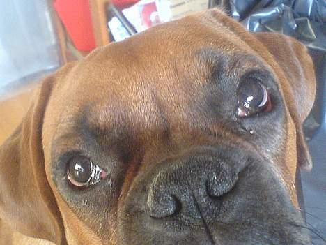 Boxer Otto - begge øjne billede 17