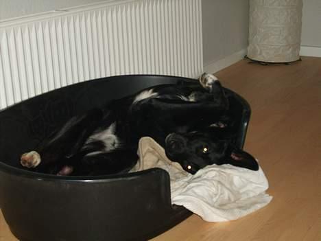 Blanding af racer Julius - Jeg prøver faktisk lige at sove billede 7