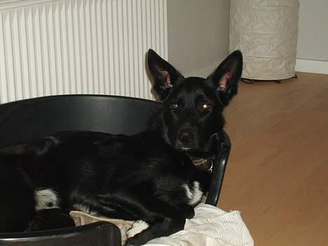 Blanding af racer Julius - Jeg kan godt høre at i spiser slik billede 8