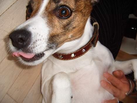 Dansk svensk gaardhund Sitta † ´09 billede 1