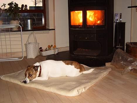 Dansk svensk gaardhund Sitta † ´09 - Elsker varmen fra brændeovnen. billede 2